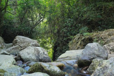 a Beautiful green moss on the floor, moss closeup