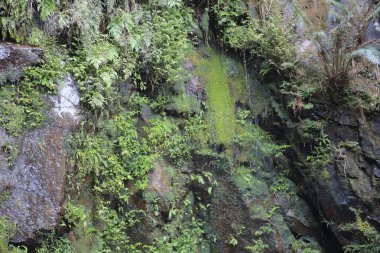 a Beautiful green moss on the floor, moss closeup