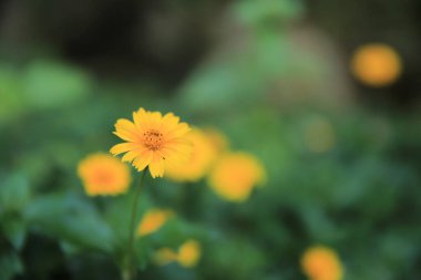 Blooming yellow flower in the field on a sunny day 