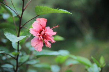 the Beautiful pink hibiscus flowers in the garden of Valencia