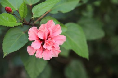 the Beautiful pink hibiscus flowers in the garden of Valencia