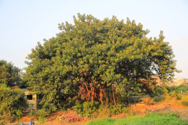 20 Oct 2012 the village landscape at ng tung , hk
