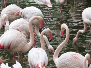 Beautiful pink bird in the water. Greater Flamingo,
