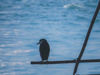 a Great Egret perching on a stump, hk