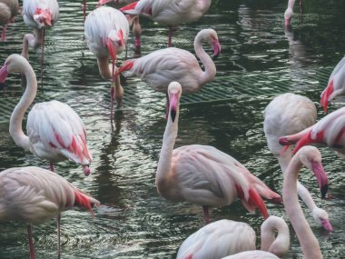 Beautiful pink bird in the water. Greater Flamingo,