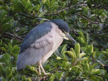 a Great Egret perching on a stump, hk