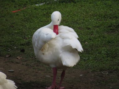 a living organic white duck at hk