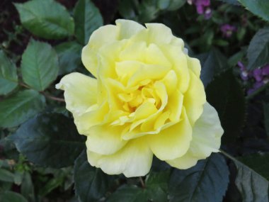 a rose with nature background, the nature image