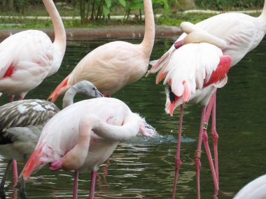 a Beautiful pink bird in the water. Greater Flamingo,