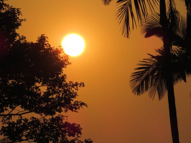 Magical sunrise with tree, the silhouette tree