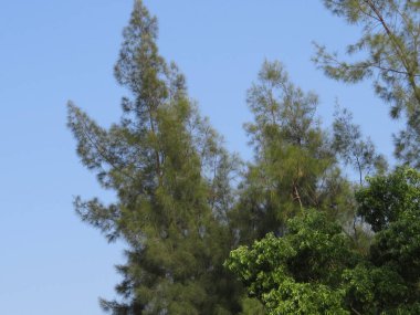 Green plant leaf background, the nature image