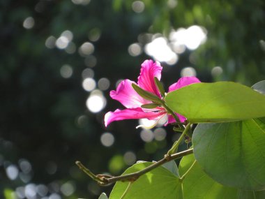 the Bauhinia blakeana in purple, the city flower