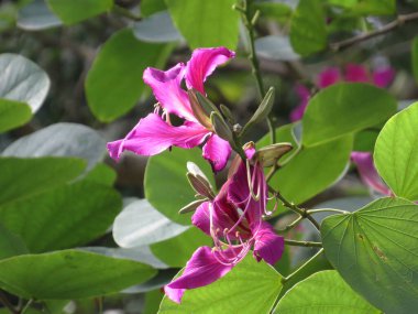 the Bauhinia blakeana in purple, the city flower of Hong Kong