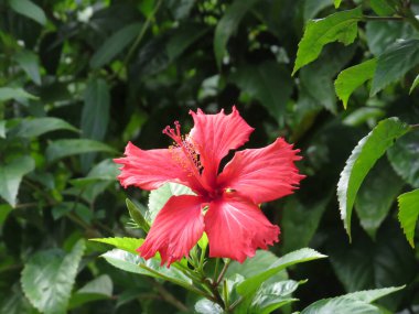 the Beautiful field of flowers in summer