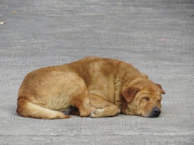 a dog sleep on location, the pet image