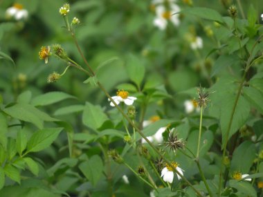 Green plant leaf background, the nature image