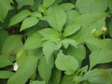 Green plant leaf background, the nature image