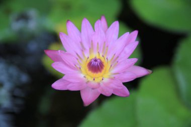 Beautiful blooming red water lily lotus flower with green leaves 