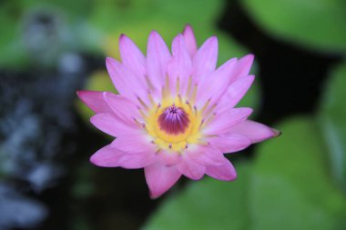 18 Nov 2012 Beautiful blooming red water lily lotus flower with green leaves 