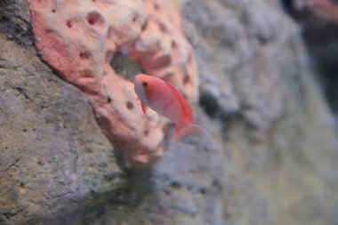 the salt water fish in the ocean or aquarium 18 Nov 2012