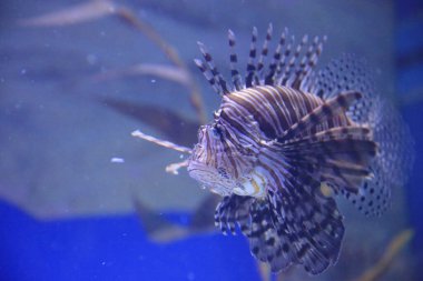 lionfishe on the blue background, the naimal concept