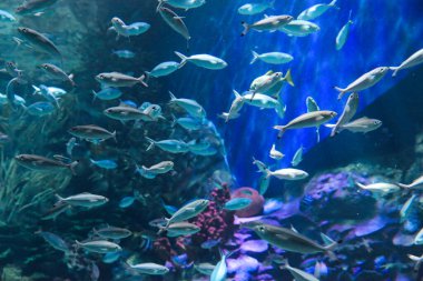 the salt water fish in the ocean or aquarium 18 Nov 2012