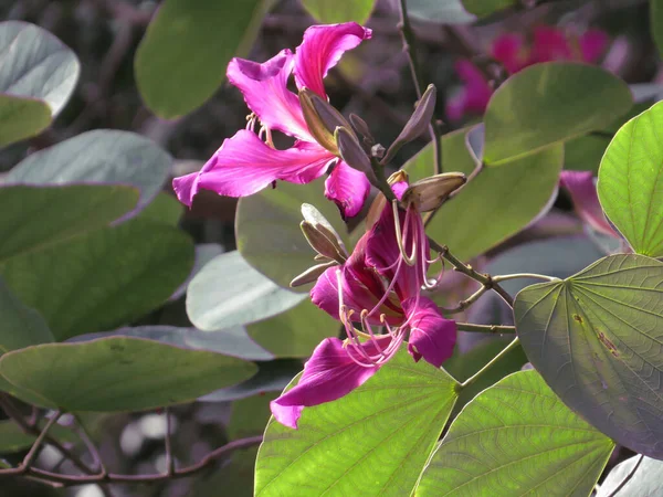 the Bauhinia blakeana in purple, the city flower of Hong Kong