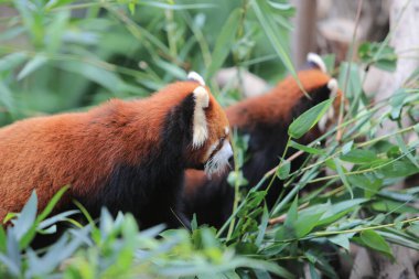 The Red Panda, Firefox or Lesser Panda 18 Nov 2012