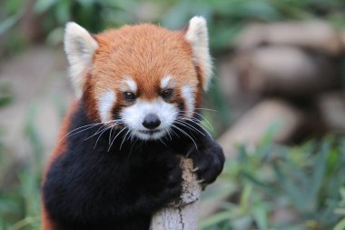 The Red Panda, Firefox or Lesser Panda 18 Nov 2012
