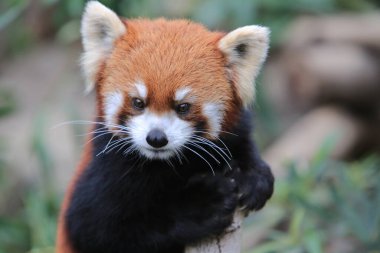The Red Panda, Firefox or Lesser Panda 18 Nov 2012