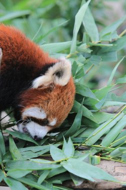 The Red Panda, Firefox or Lesser Panda 18 Nov 2012
