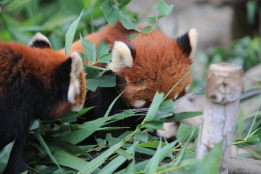 The Red Panda, Firefox or Lesser Panda 18 Nov 2012