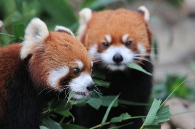 The Red Panda, Firefox or Lesser Panda 18 Nov 2012