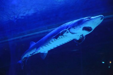 18 Nov 2012 Sturgeon fish swim at the bottom of the aquarium. Fish underwater.
