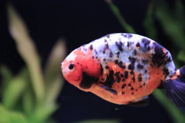 freshwater aquarium with green beautiful planted tropical 18 Nov 2012