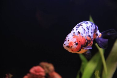 freshwater aquarium with green beautiful planted tropical 18 Nov 2012