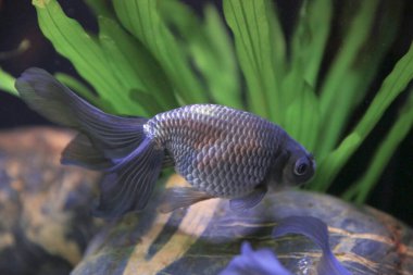 freshwater aquarium with green beautiful planted tropical 18 Nov 2012