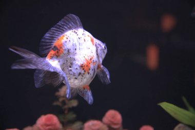 freshwater aquarium with green beautiful planted tropical 18 Nov 2012