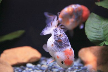 freshwater aquarium with green beautiful planted tropical 18 Nov 2012