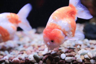 freshwater aquarium with green beautiful planted tropical 18 Nov 2012