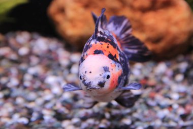 freshwater aquarium with green beautiful planted tropical 18 Nov 2012