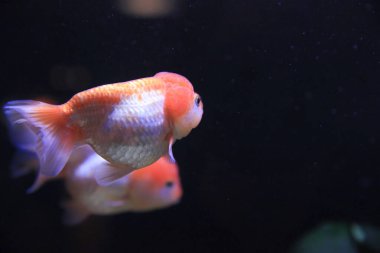 freshwater aquarium with green beautiful planted tropical 18 Nov 2012