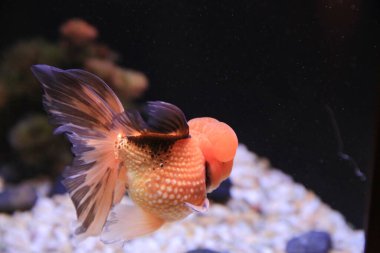 freshwater aquarium with green beautiful planted tropical 18 Nov 2012