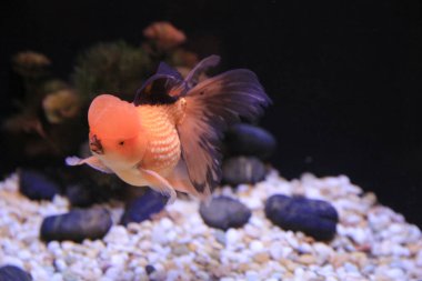 freshwater aquarium with green beautiful planted tropical 18 Nov 2012