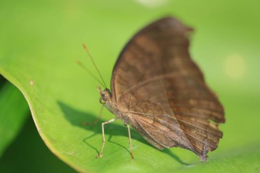 the butterfly at nature, the nature concept