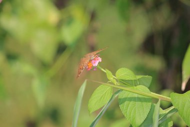 the butterfly at nature, the nature concept