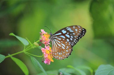 the butterfly at nature, the nature concept