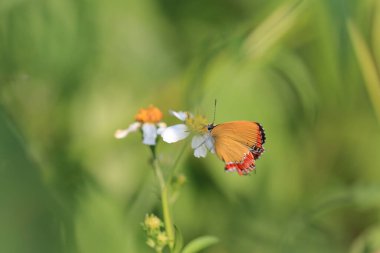 the butterfly at nature, the nature concept