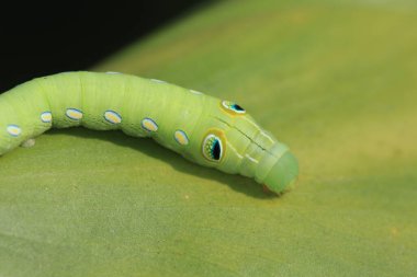 the closw up of caterpillar, the nature concep