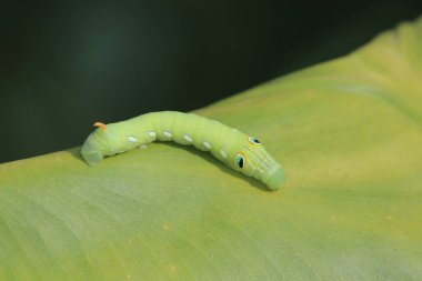 the closw up of caterpillar, the nature concep